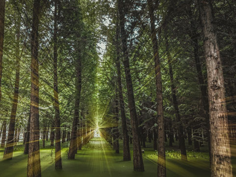 非法批準征用、占用土地罪